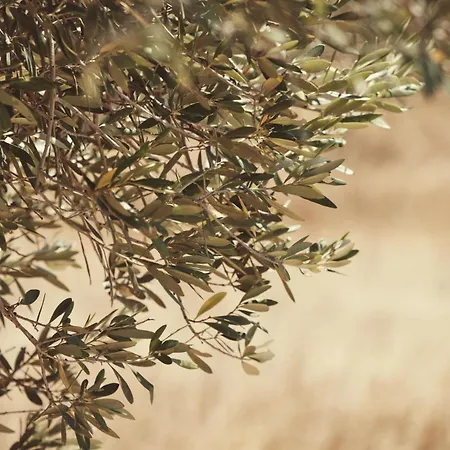 Retreat Paros, Fisherman's House, The Net * Parikia (Paros)